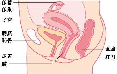女性の子宮頸管炎と骨盤内感染症